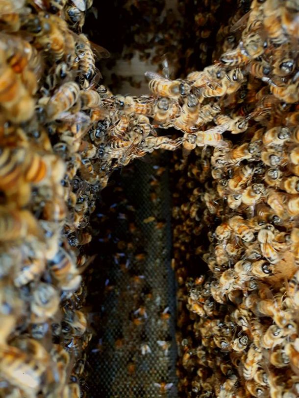 apicoltura terre di còcomo