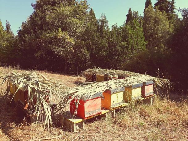 colture e apicoltura in toscana